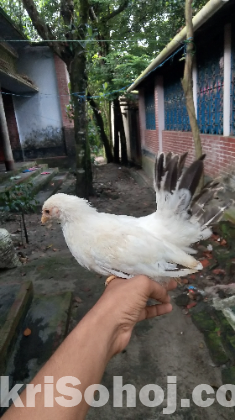 সৌখিন মুরগি